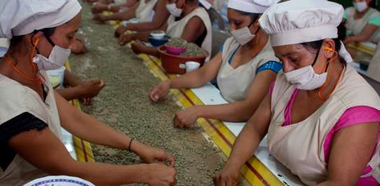 Women in masks sorting grain along conveyor belt in factory.