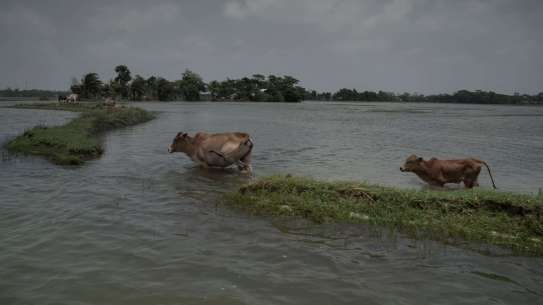 Tidal waters broke the embankment and flooded crop land, damaging crops at Lalua, Kolapara, Bangladesh