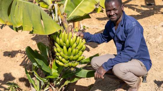 A slightly smiling black man, wearing a navy blue shirt and beige trousers, kneels next to a crop of green-skinned bananas.
