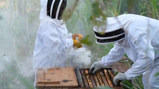 Harvesting honey in Honduras