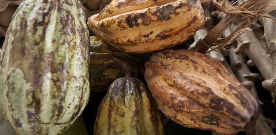 Wild amazonian cocoa fruit