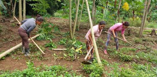 Women farming in Indaiatuba Brazil