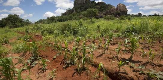 Irrigated land in Malawi