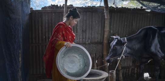 Woman takes care of cattle in Bangladesh