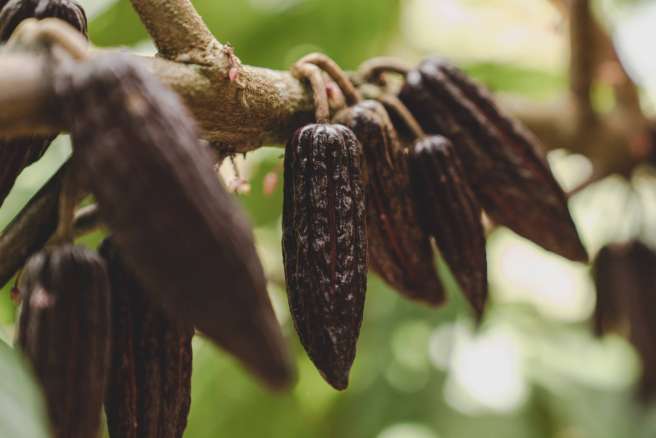 Cocoa beans on a tree