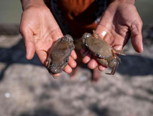 Woman holding crabs