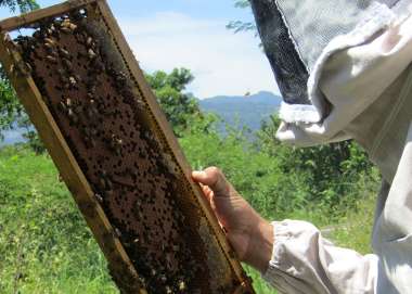 Adapta Nicaragua project bee keeper