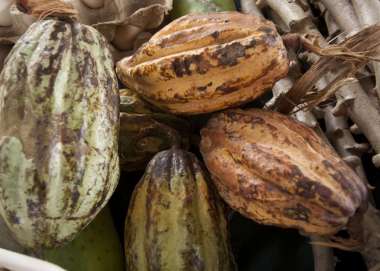 Wild amazonian cocoa fruit
